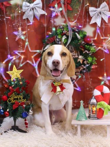 20231208カフェラテくん